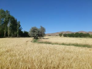 خرید تضمینی گندم در استان لرستان از ۷۰ هزار تن فراتر رفت
