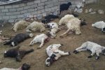 حمله گرگ‌های گرسنه به گله گوسفندان در پلدختر