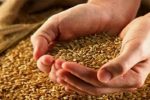 کشت ۳۷ رقم انواع گندم و جو در لرستان/ تامین ۳۰ هزار تن بذر اصلاح شده در استان