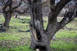 خشکیدگی درختان زاگرس در سایه بی‌مهری/ نفس‌های آخر جنگل‌های بیمار را دریابید