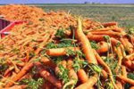 آغاز برداشت هویج در لرستان/ پیش‌بینی تولید ۱۰۰ هزار تنی محصول