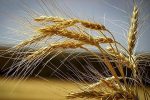 تامین ۲۶ هزار تن گندم آبی و دیم برای کشت در مزارع لرستان