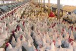 رشد ۱۱ درصدی تولید مرغ در لرستان