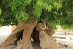 ثبت ۲ درخت کهنسال در فهرست میراث ملی