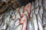 کشف ۳ تن ماهی غیر بهداشتی در الیگودرز