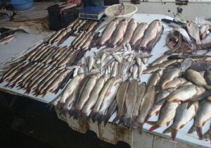 ۲ هزار تن ماهی سرد آبی در بروجرد تولید شد