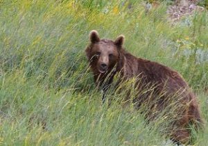 ثبت همزمان تصویر ۴ قلاده خرس قهوه‌ای در منطقه حفاظت شده اشترانکوه